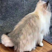 Customized full-body cat portrait