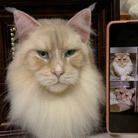 Custom cat photo frames