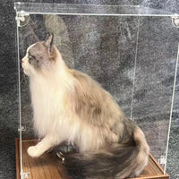 Customized full-body cat portrait