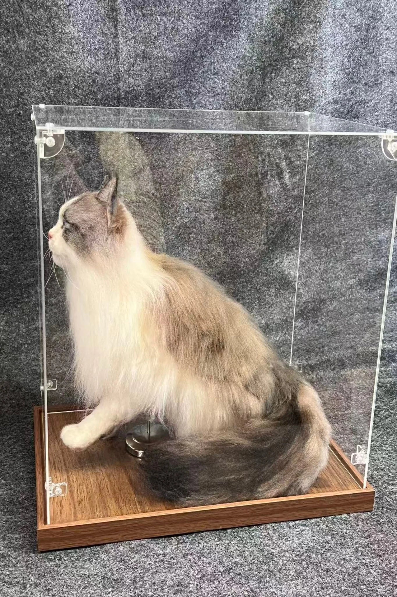 Customized full-body cat portrait