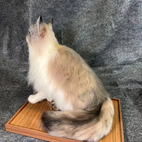 Customized full-body cat portrait