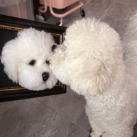 Custom dog photo frame